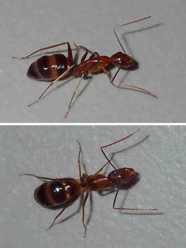 Réf. 240 789 : Camponotus sp.